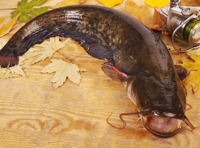 What is the best bait for catching catfish?