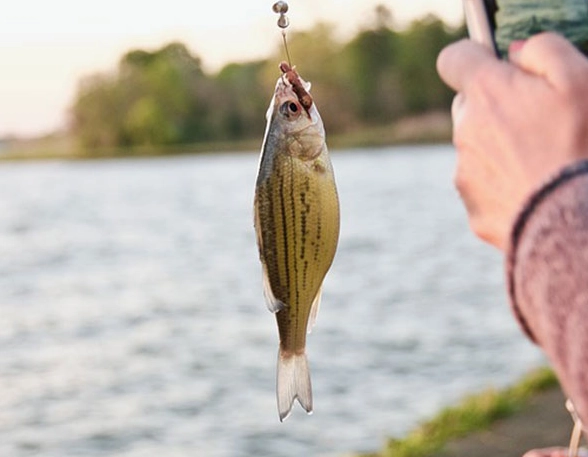 how to use live bait how to use live bait