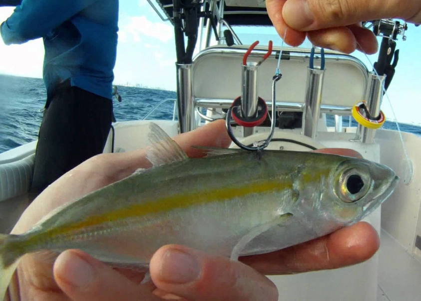 live bait fishing live bait fishing