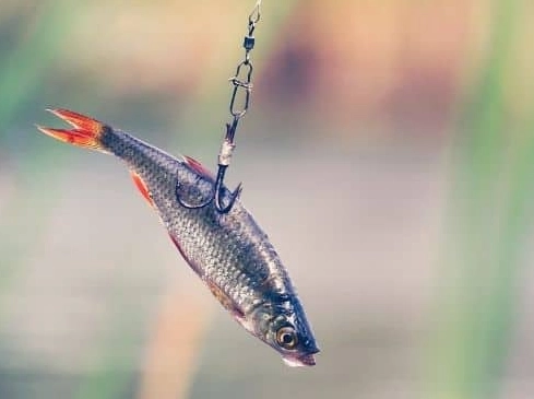 how to use live bait how to use live bait