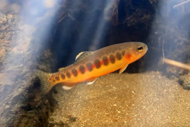 fishing regulations California