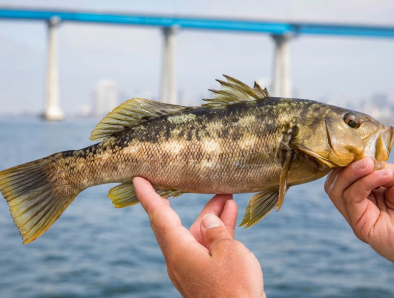 fishing regulations California