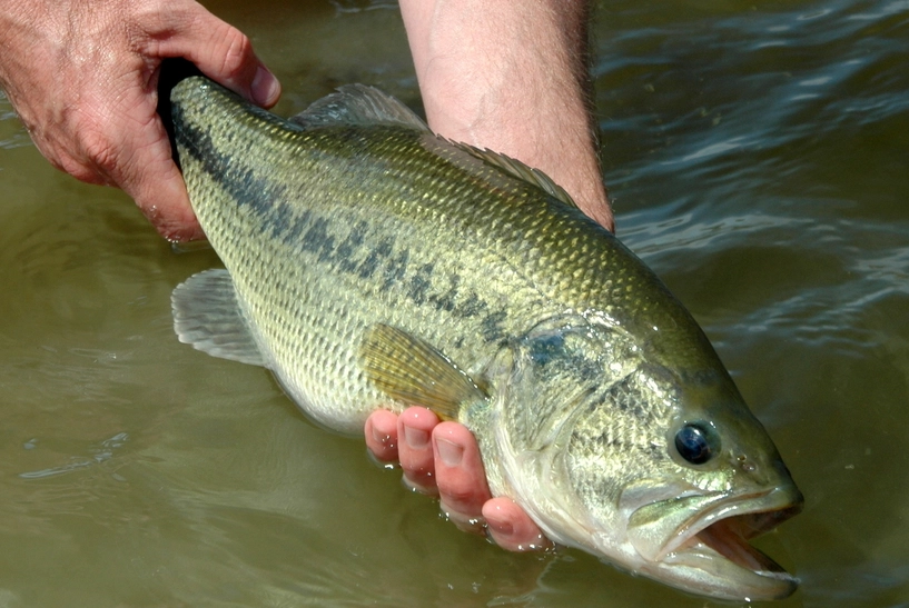 freshwater fishing guide