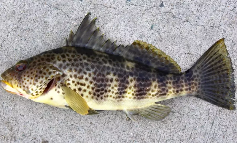 California fishing license