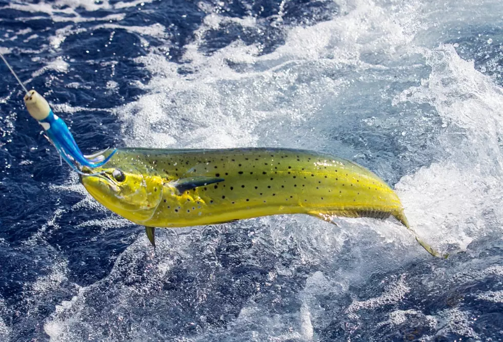 saltwater fishing tackle