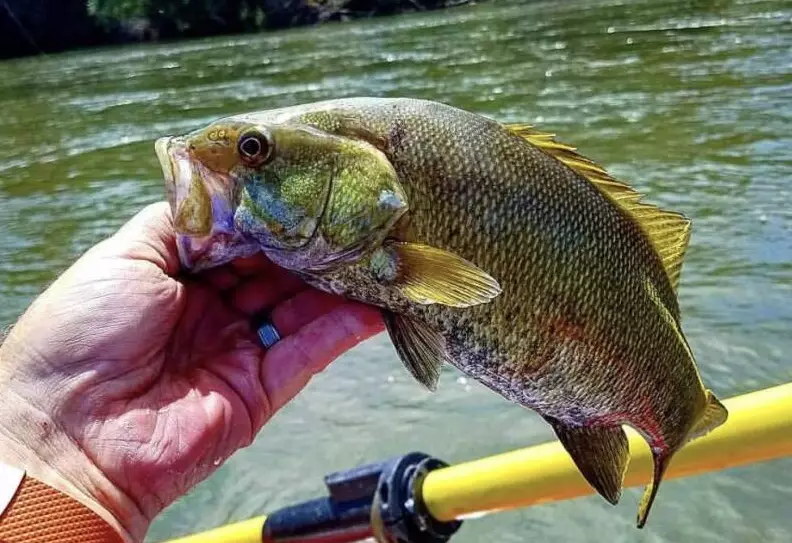 CA fishing license cost