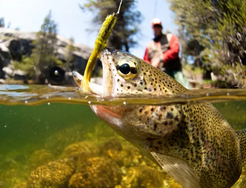 California fishing license price