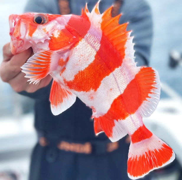 When can you fish in MN?