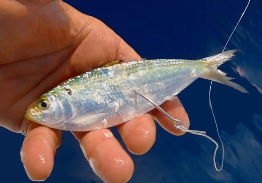 saltwater fishing bait saltwater fishing bait