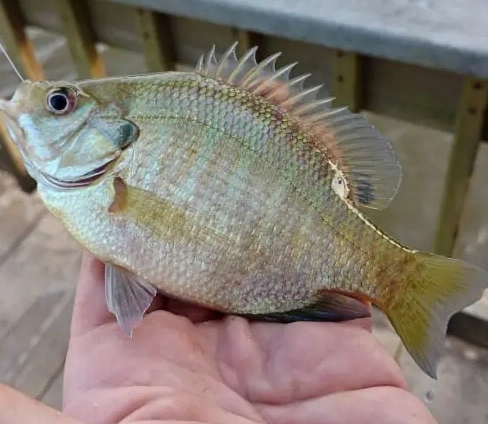 MN fishing regulations