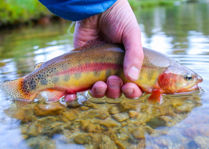 California Freshwater Fishing Regulations