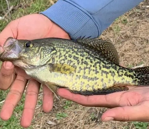 when is fishing season MN