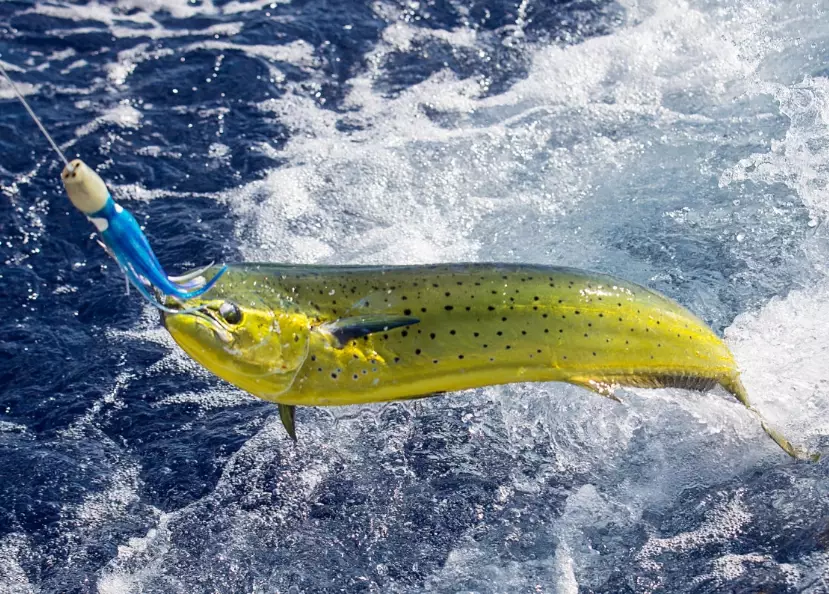 best bait for ocean fishing best bait for ocean fishing