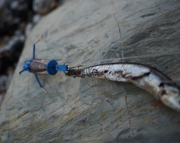 saltwater fishing bait saltwater fishing bait