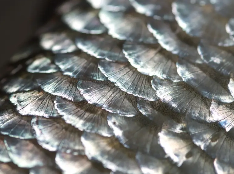 types of fish scales