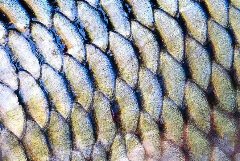 fish scale identification