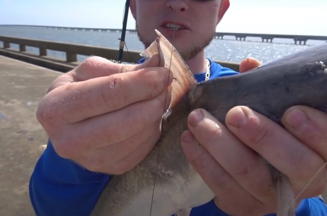 Do gloves prevent catfish stings?