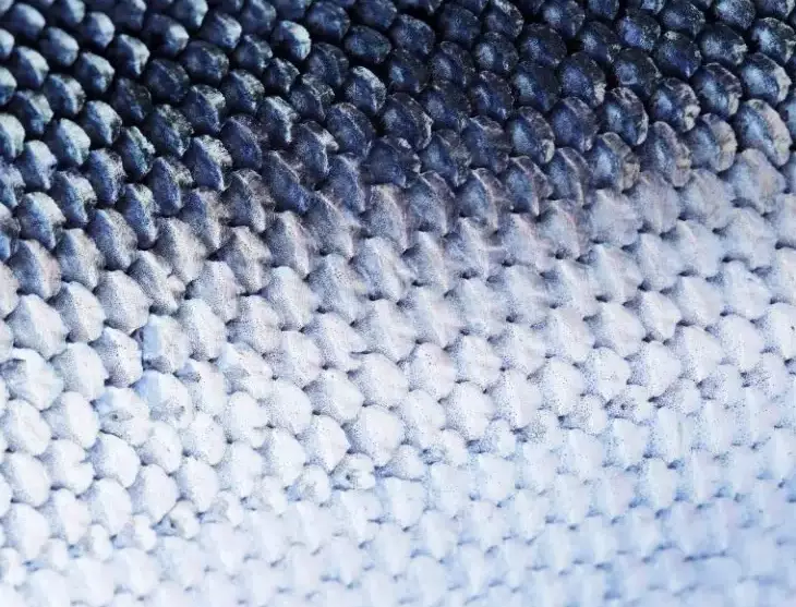 fish scale identification