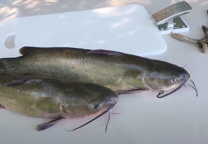 best gloves for catfish best gloves for catfish