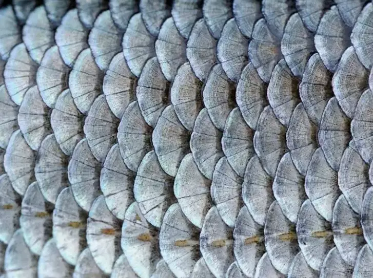 placoid scales
