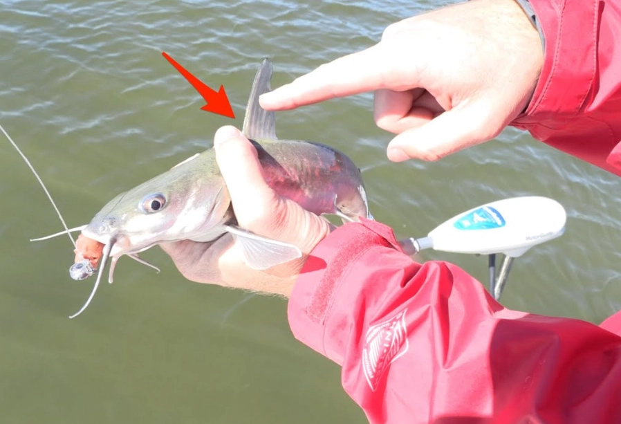 catfish handling safety catfish handling safety
