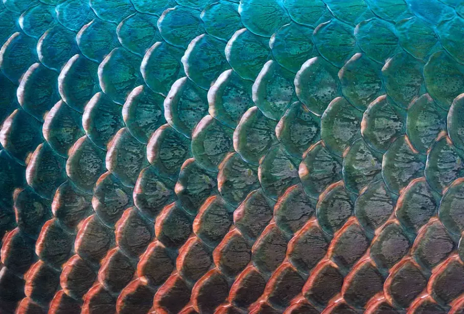 What are the five types of fish scales?