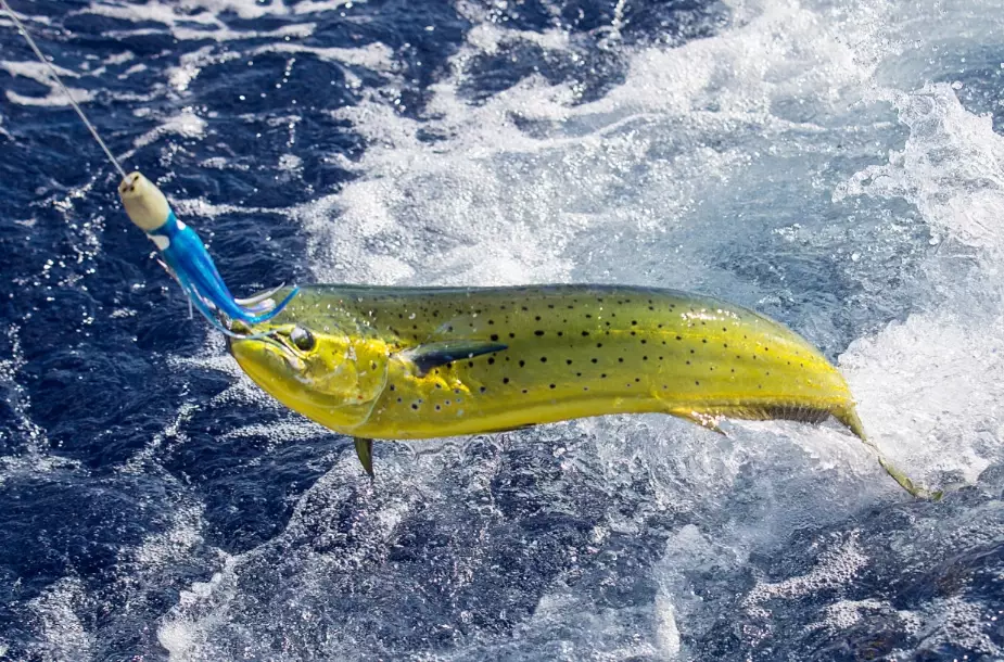 saltwater fishing gear