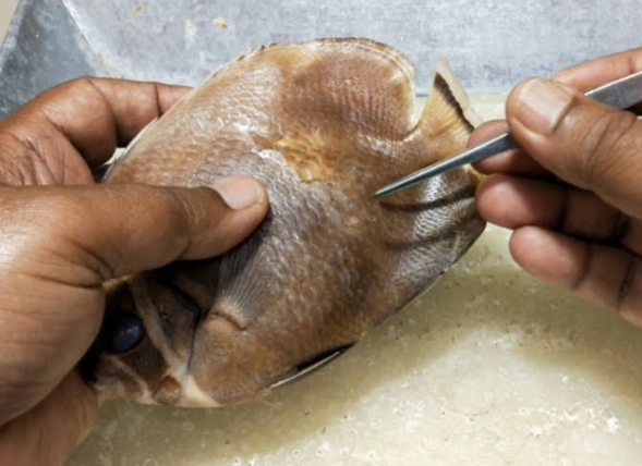 eating fish scales