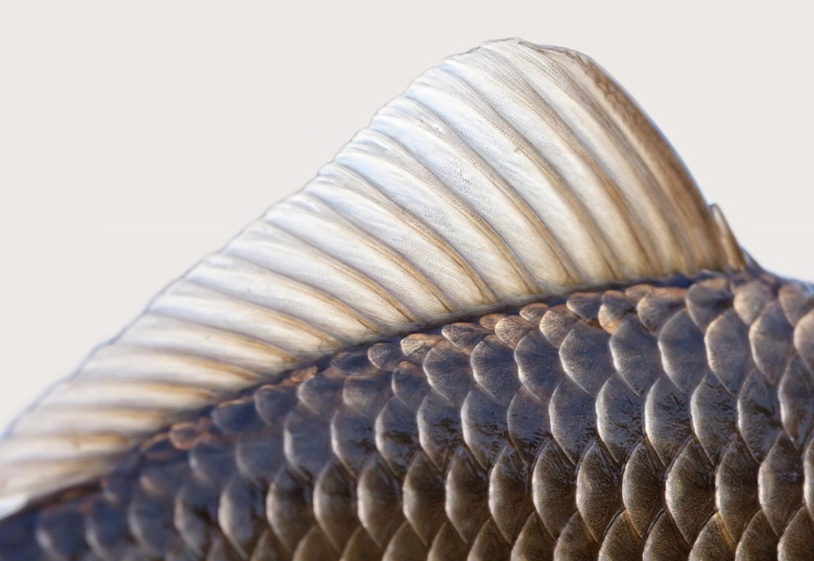 eating fish scales