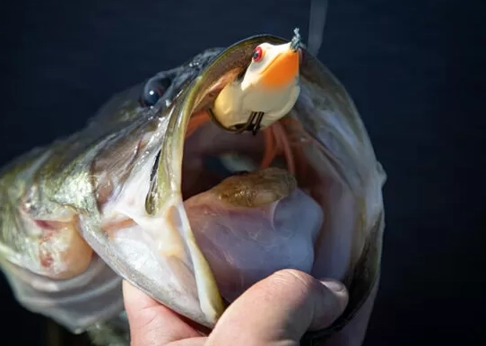 worst time to fish