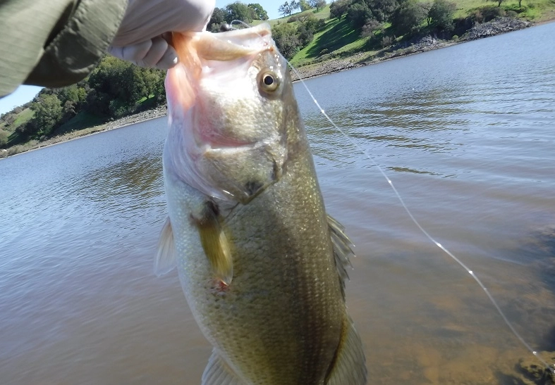 San Jose fishing charter San Jose fishing charter