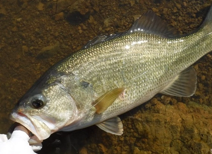 best fishing spots San Jose Bay Area best fishing spots San Jose Bay Area
